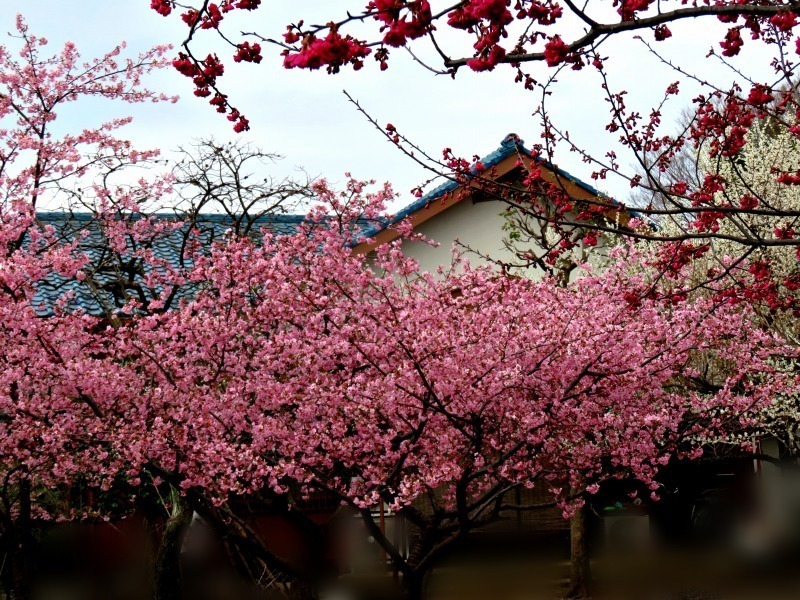 ◇小金井公園界隈の早咲きの桜◇ 桜 8種 代々木公園 雛の膳: nobaraの 